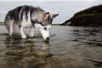 Timber Water