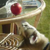 Timber-Apple-still