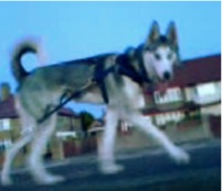 Husky Phone